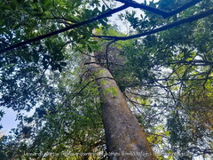 Albizia niopoides