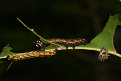 Anisota senatoria