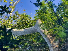 Albizia niopoides