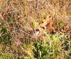 Curruca melanocephala