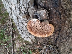 Polyporus tuberaster