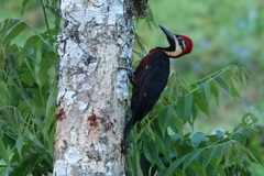 Campephilus haematogaster