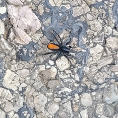 Castianeira descripta