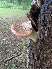 Polyporus tuberaster