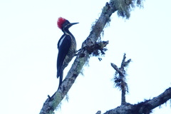 Dryocopus lineatus