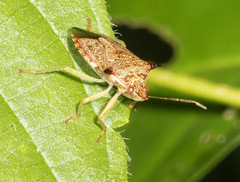 Podisus sagitta