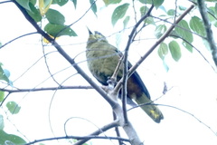 Psarocolius atrovirens