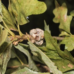 Andricus quercusstrobilanus