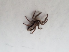 Platycryptus californicus