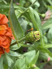 Leptoglossus phyllopus