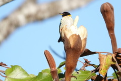 Iridophanes pulcherrimus