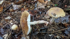 Amanita amerirubescens