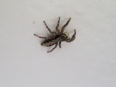 Platycryptus californicus