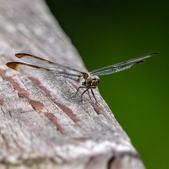 Libellula
