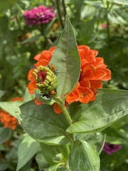 Leptoglossus phyllopus