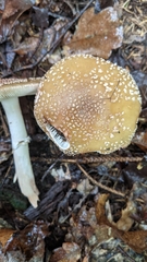 Amanita amerirubescens