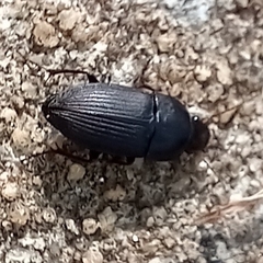 Anisodactylus rusticus