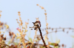 Curruca melanocephala