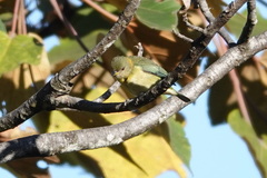 Iridophanes pulcherrimus