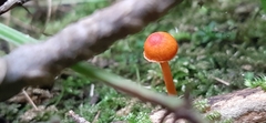 Entoloma quadratum