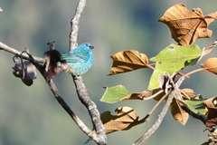 Chalcothraupis ruficervix