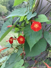 Ipomoea hederifolia