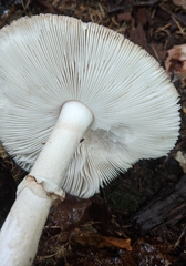 Amanita amerirubescens