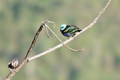 Stilpnia cyanicollis
