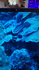 Eques punctatus