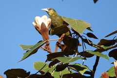 Psarocolius atrovirens