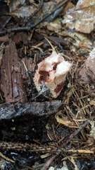 Amanita amerirubescens