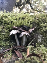 Pseudosperma sororium