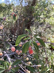 Prunus americana