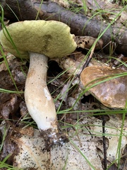 Boletus chippewaensis