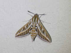 Hyles livornica