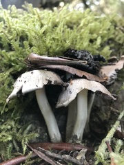 Pseudosperma sororium