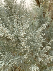 Artemisia tridentata