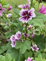Malva sylvestris