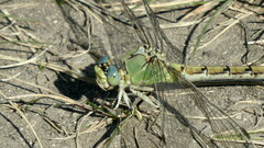 Ophiogomphus severus