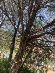 Juniperus scopulorum