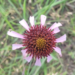 Echinacea angustifolia