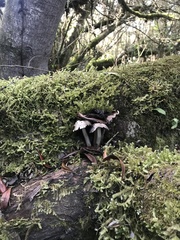 Pseudosperma sororium