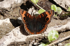 Junonia