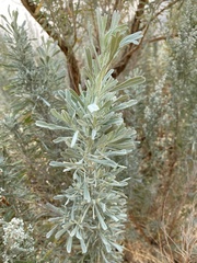Artemisia tridentata
