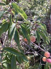 Prunus americana