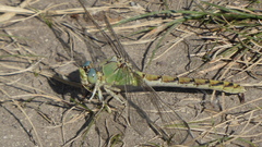 Ophiogomphus severus