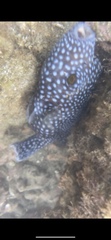Arothron meleagris