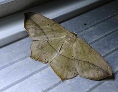 Prochoerodes lineola