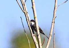 Curruca melanocephala