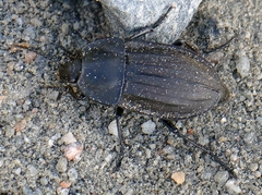 Silpha carinata